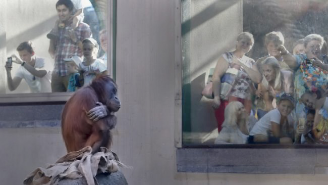 Sumatran Orangutan in Moscow Zoo Picture: Maxim Zmeyev / Reuters 