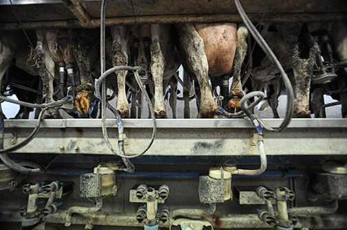 Cows being milked at a small-scale dairy and veal farm Picture: Jo-Anne McArthur 