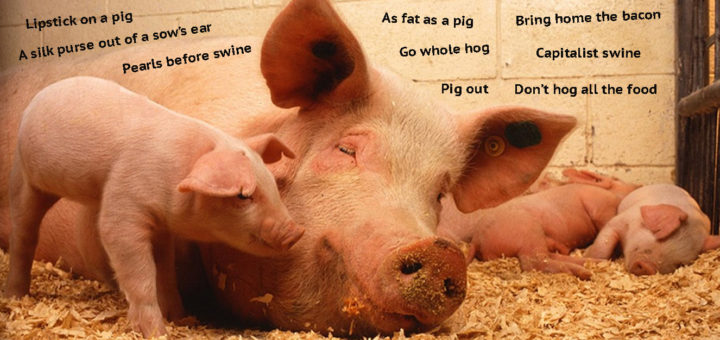In the English language, pigs top all other animals in being the subject of disparaging idioms