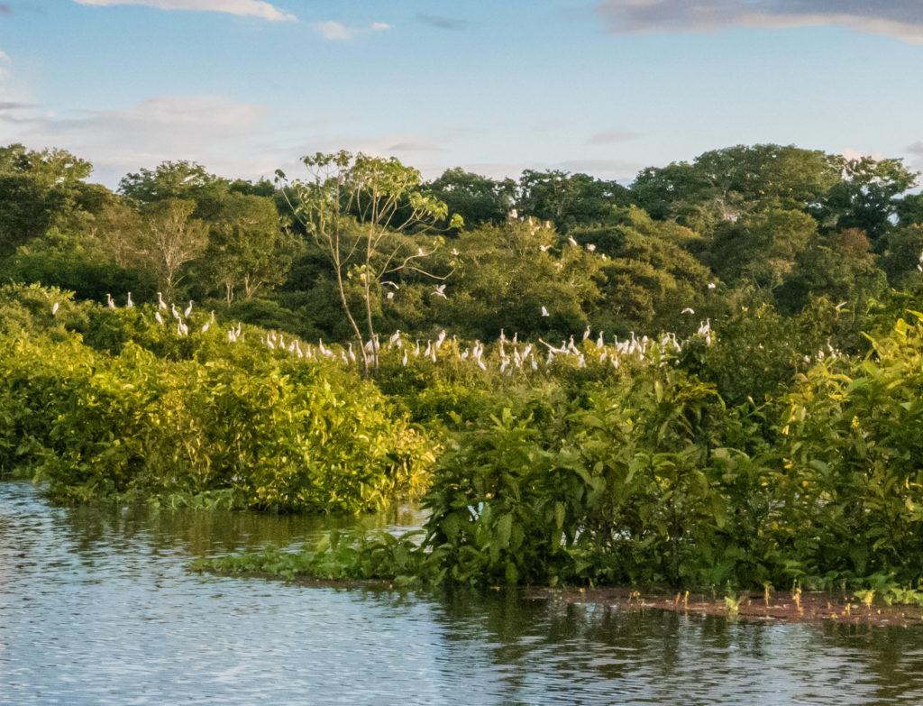 alt="Egrets on the Amazon Bank at Sunset'