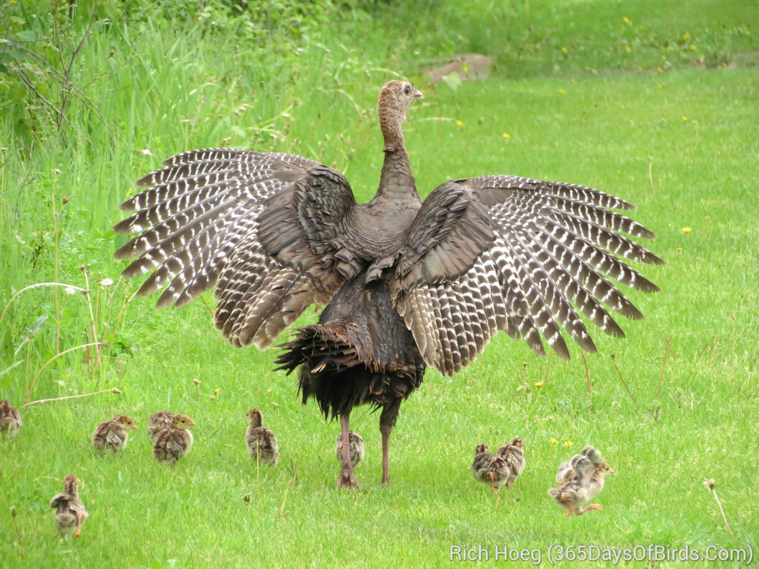 <img src="turkey.png" alt="Mother Turkey and chicks">