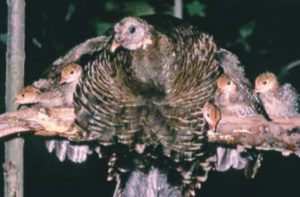 <img src="turkey.png" alt="Mother Turkey and chicks">