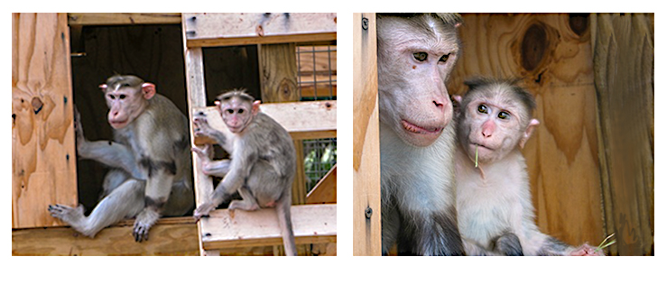 alt="2 out of the 11 monkeys experimented on at CU who were sent to a sanctuary"