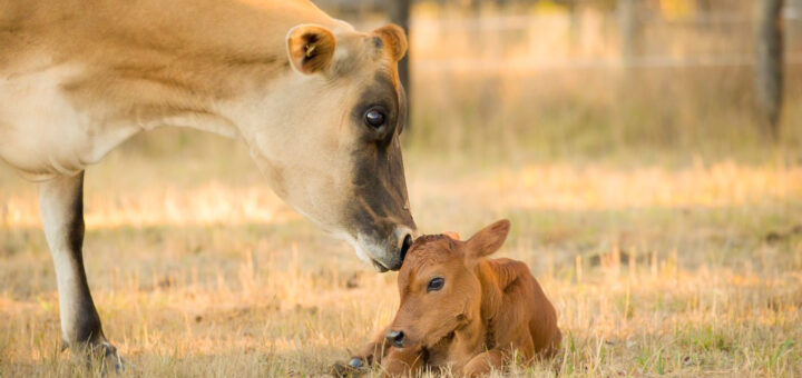 Rescued mother cow and her calf