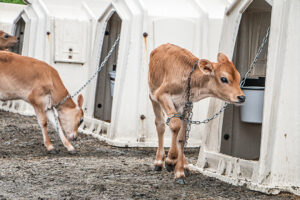 A young emaciated calf at a small family-run dairy farm in Vermont