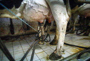 Cow being milked