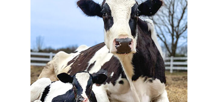 Cow and Calf at Uncle Neil’s Home sanctuary