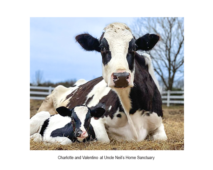 Cow and Calf at Uncle Neil’s Home sanctuary