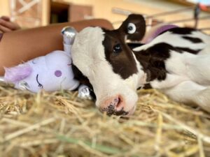 A rescued calf, at a sanctuary